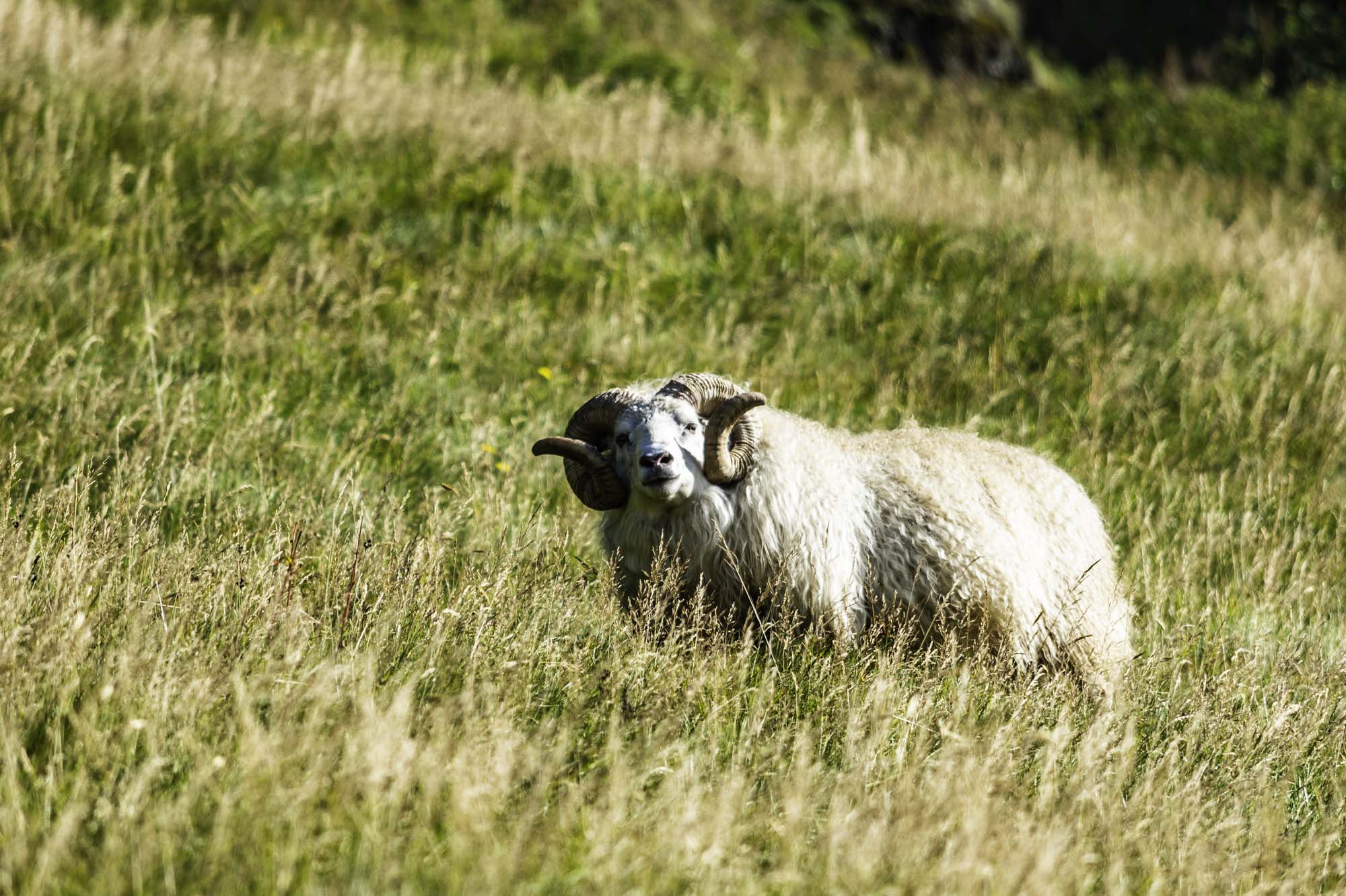  Icelandic Sheep Ram 