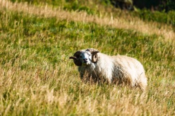  Icelandic Sheep Ram 