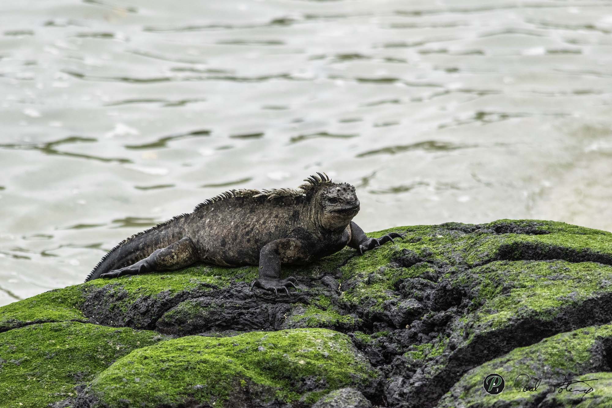 Galapagos Marine Iguana   Galapagos Marine Iguana