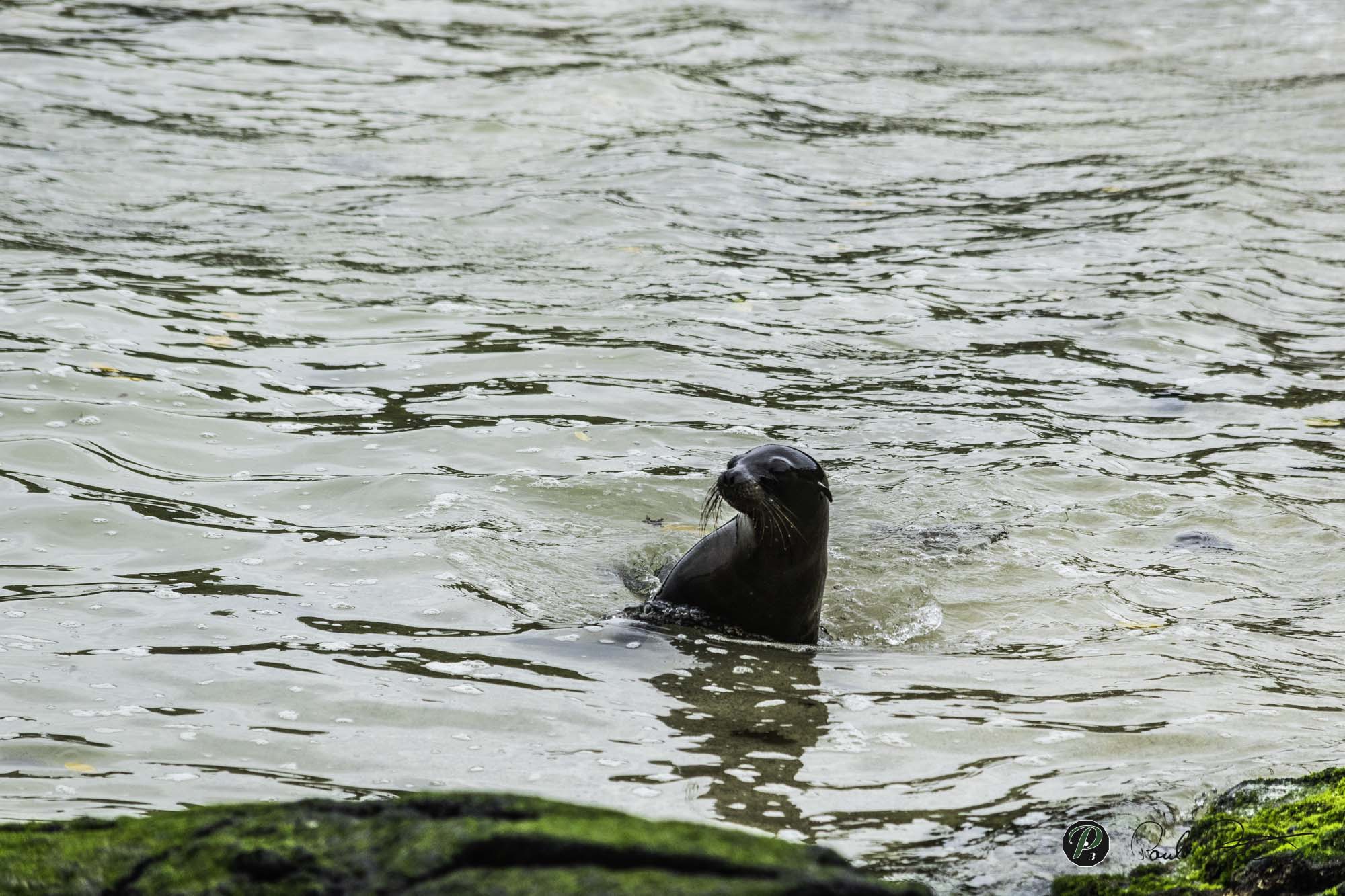 Sea Lion coming out of water   Sea Lion coming out of water