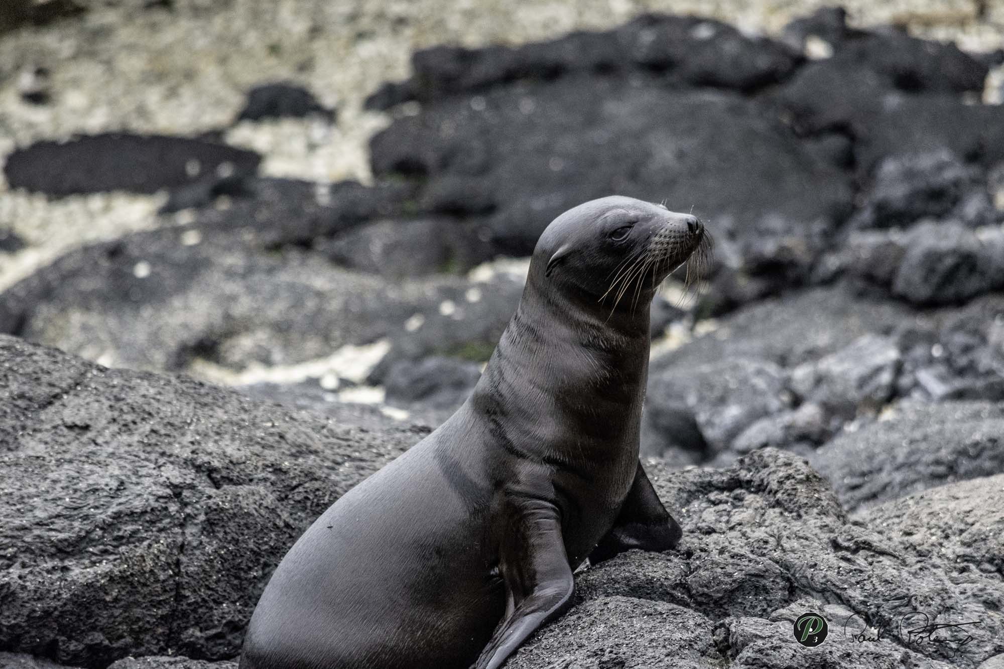 Sea Lion deciding next step   Sea Lion deciding next step
