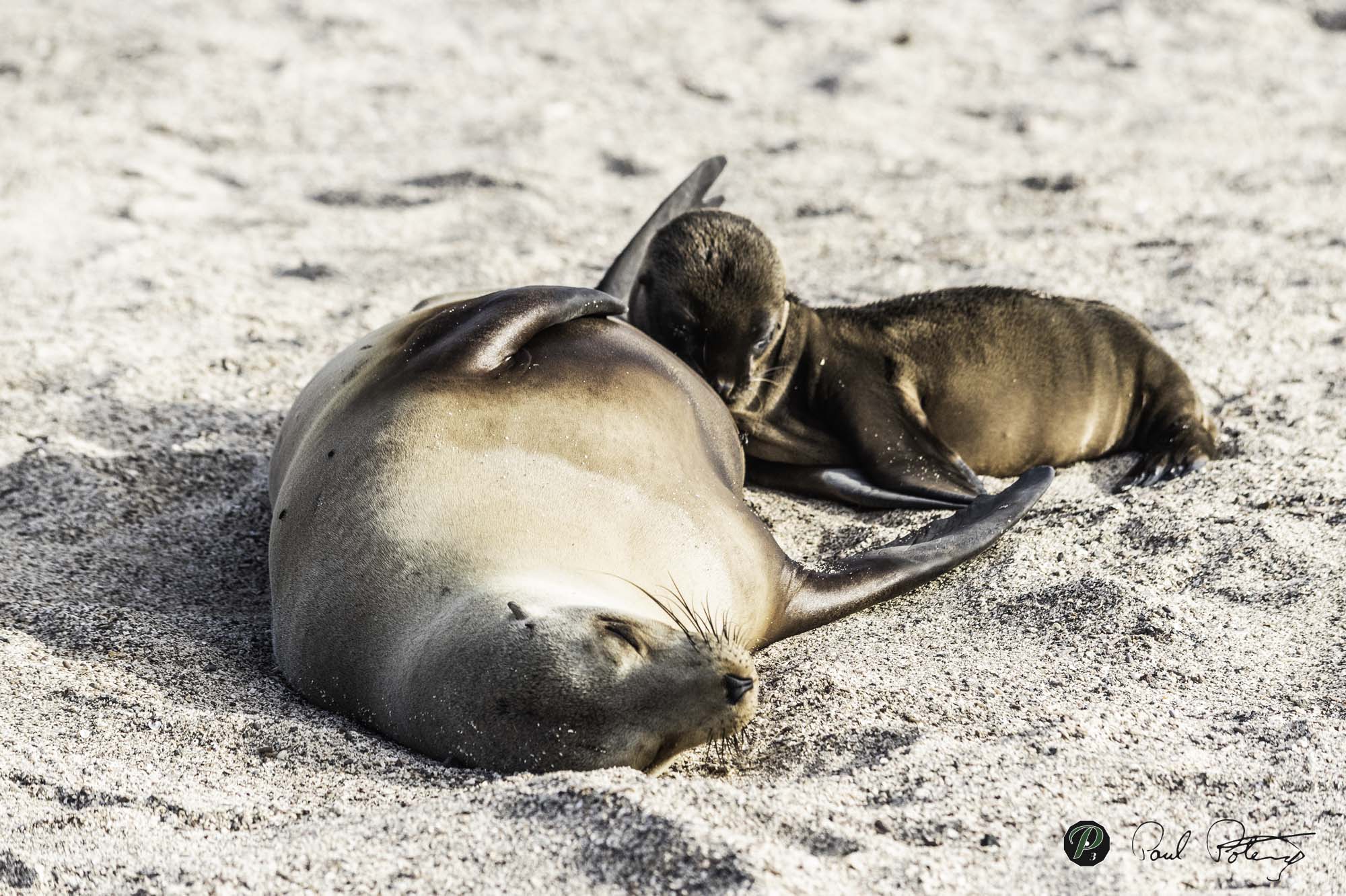 Mother & Pup Love   Mother & Pup Love