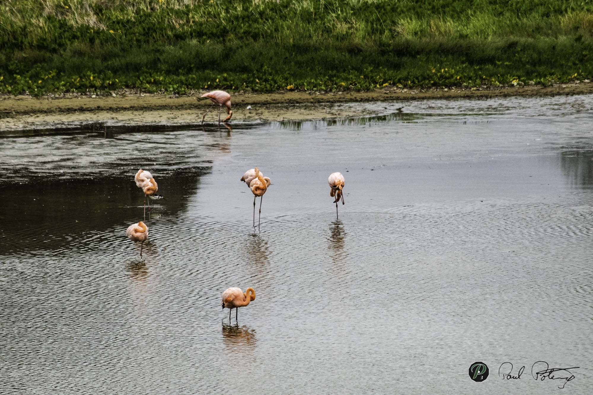 sleeping Flamingos   sleeping Flamingos