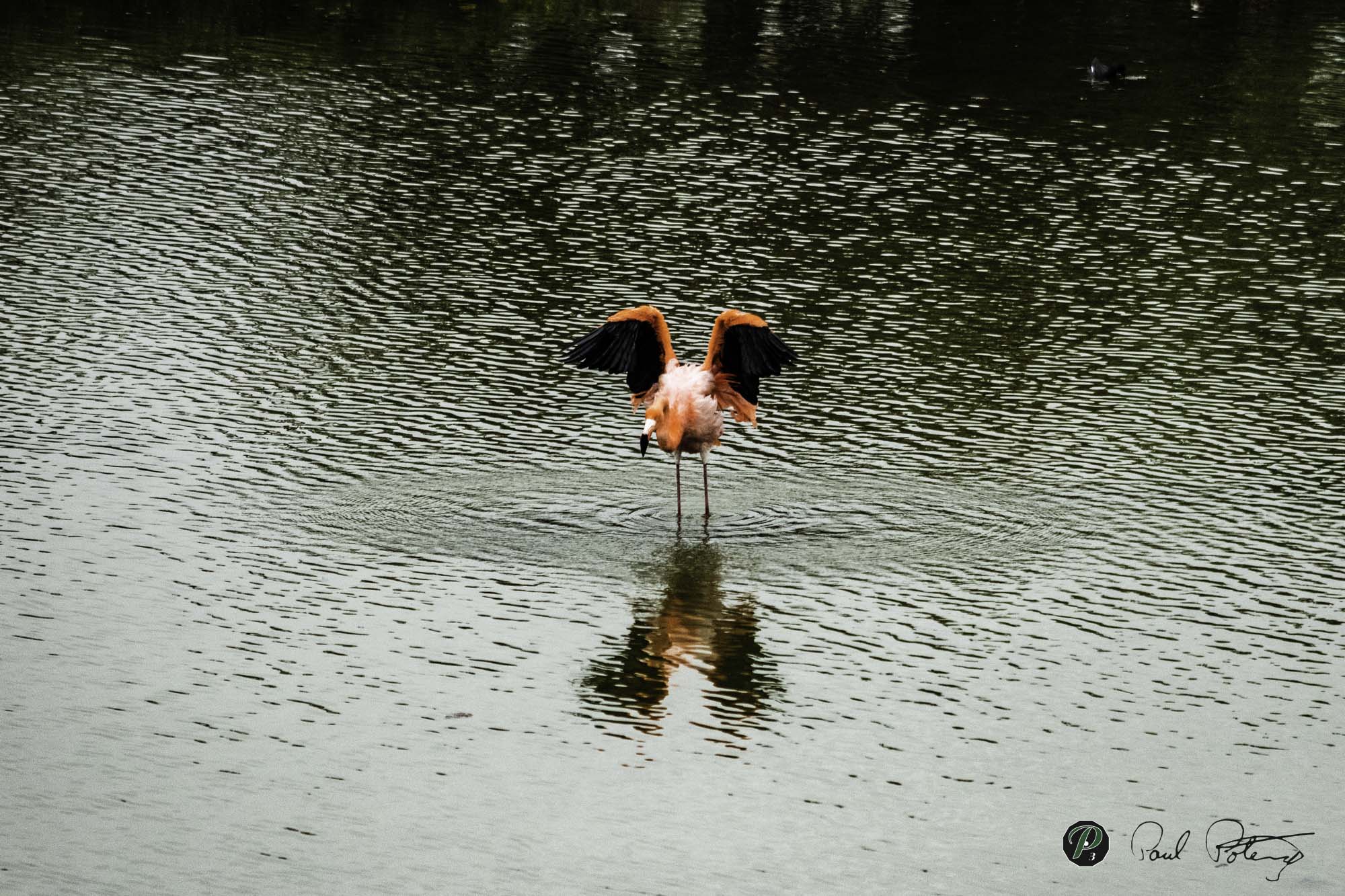 Flamingo wing span   Flamingo wing span