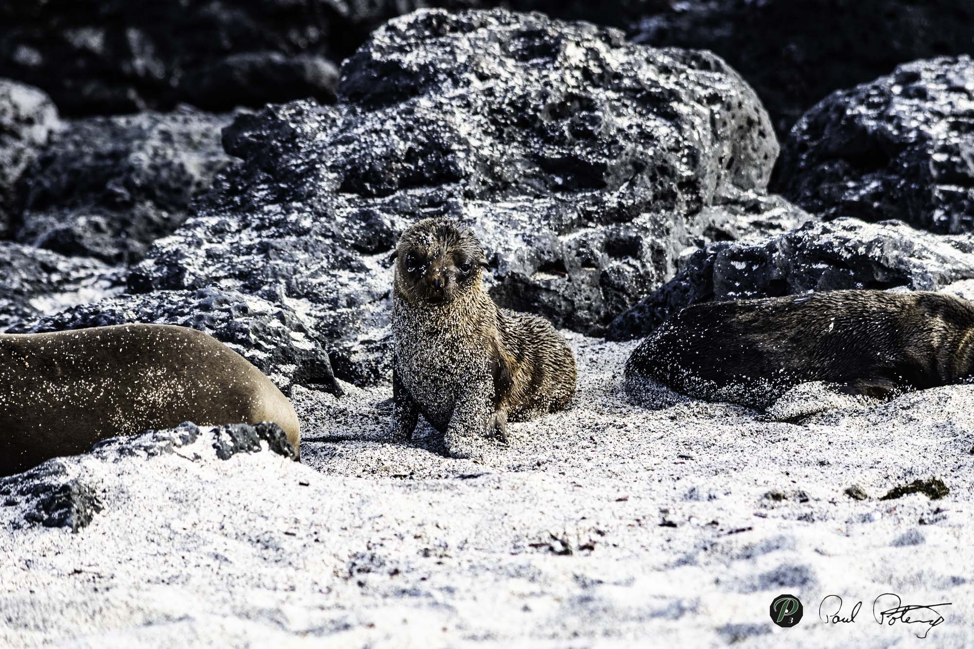 Sandy Sea Lion Pup   Sandy Sea Lion Pup