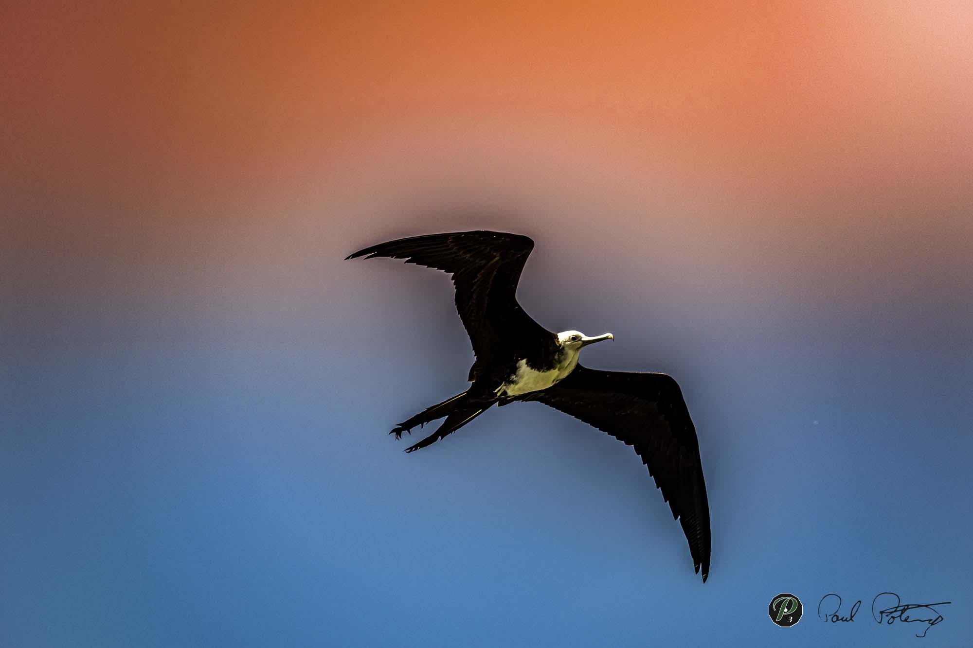Frigate Bird   Frigate Bird