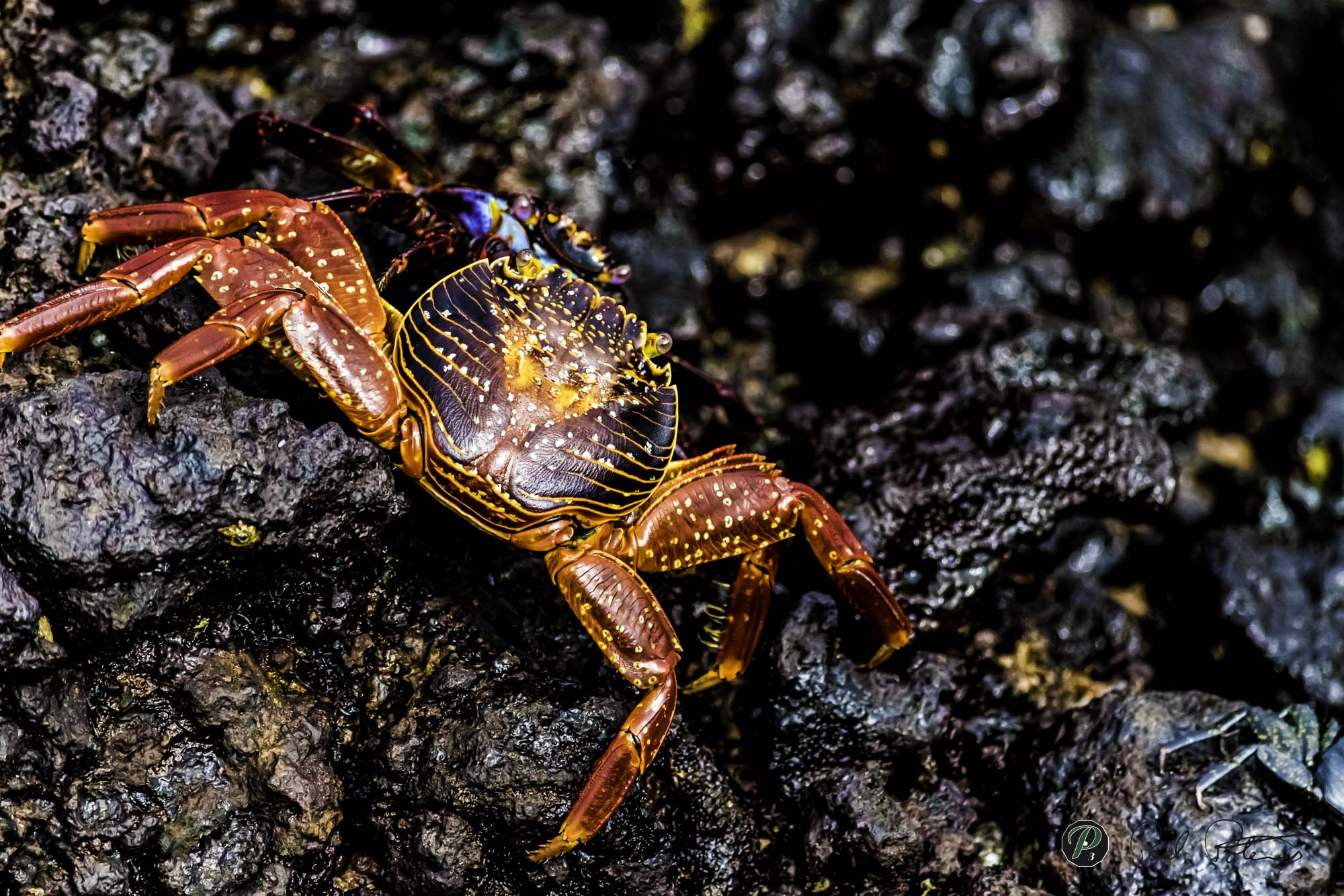 Colourful Crab   Colourful Crab