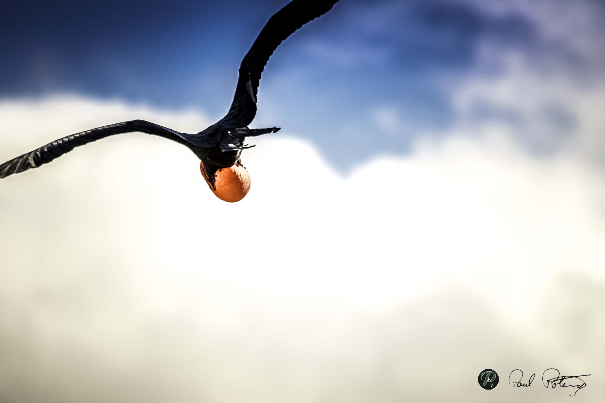 Male Frigate Bird in flight   Male Frigate Bird in flight