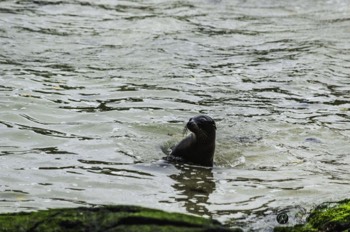  Sea Lion coming out of water 