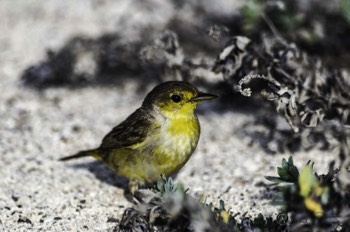  Galapagos Finch 