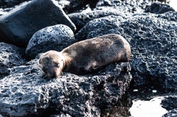  Baking on Lava Rocks 