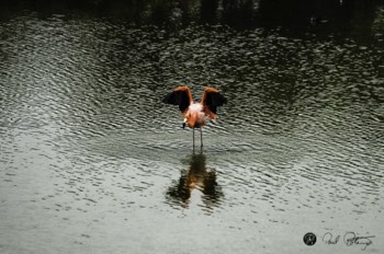  Flamingo wing span 