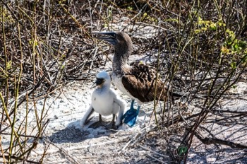  Blue Footed Boobie & Chick 