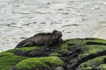  Galapagos Marine Iguana 