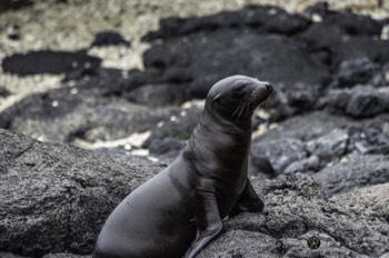  Sea Lion deciding next step 