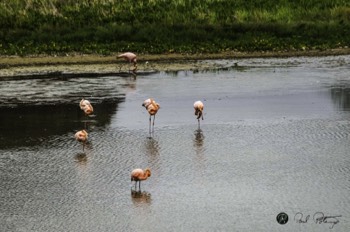  sleeping Flamingos 