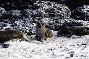  Sandy Sea Lion Pup 