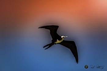  Frigate Bird 