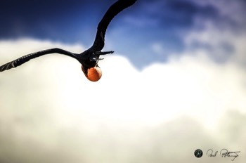  Male Frigate Bird in flight 