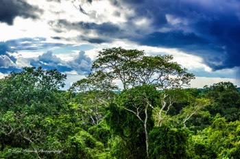  Above The Canopy 