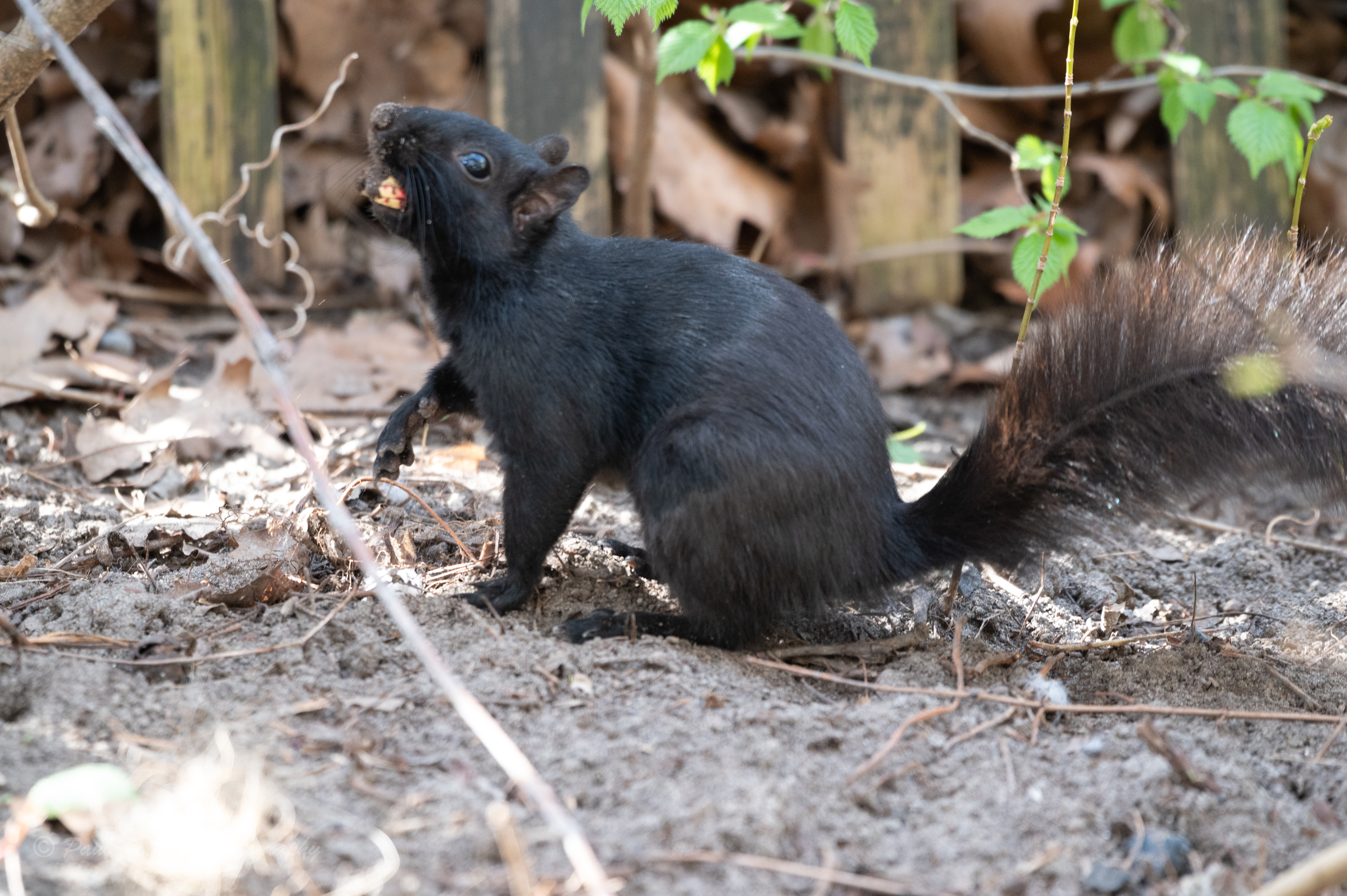  Black Squirrel 