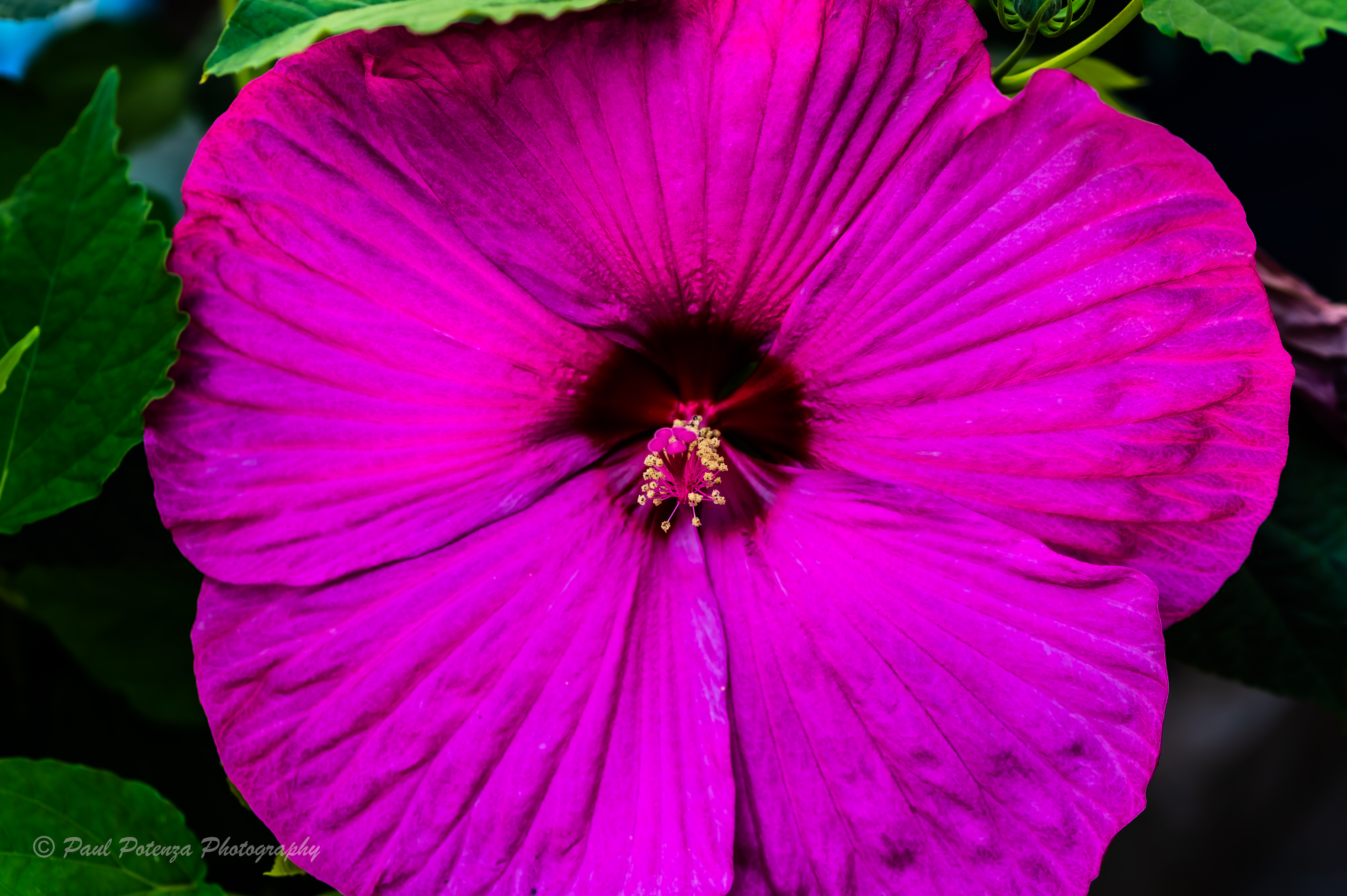  Hibiscus Hybird Perennial 