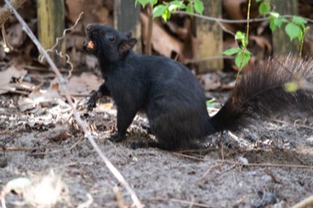  Black Squirrel 