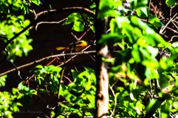  Goldfinch 