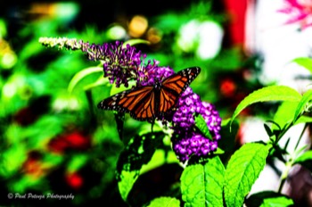  Monarch Butterfly 