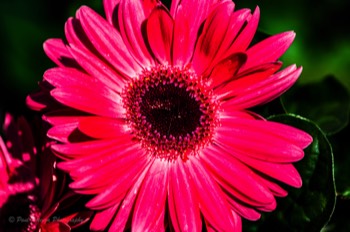  Gerbera 