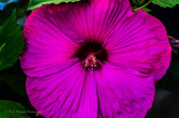  Hibiscus Hybird Perennial 