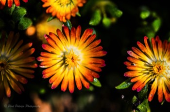  Jewel of Desert Ruby Ice Plant 