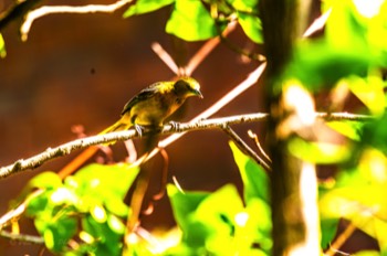  Female Goldfinch 