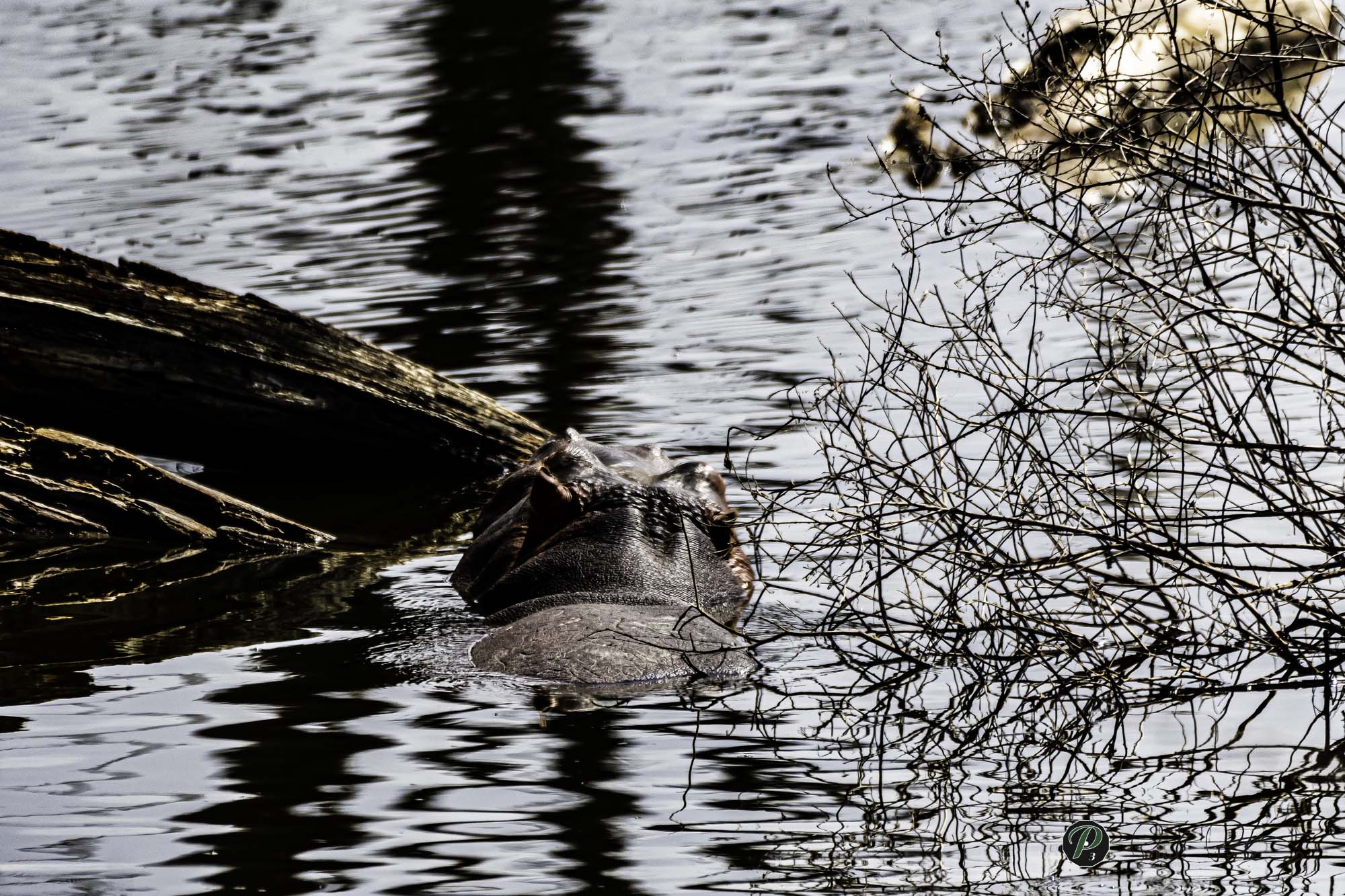 Hypo in salt water - Lake Nakuru 