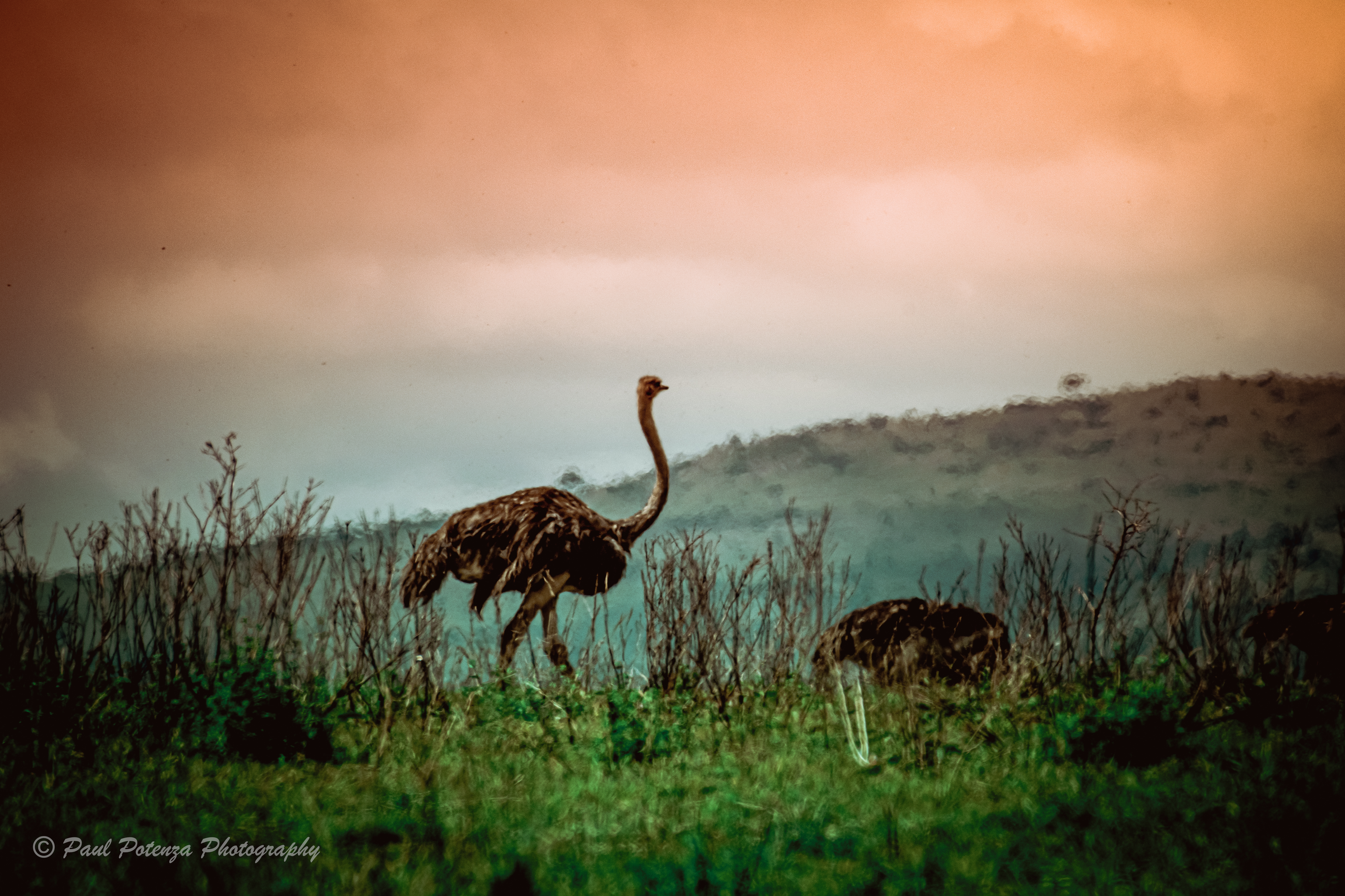  Common Ostrich 