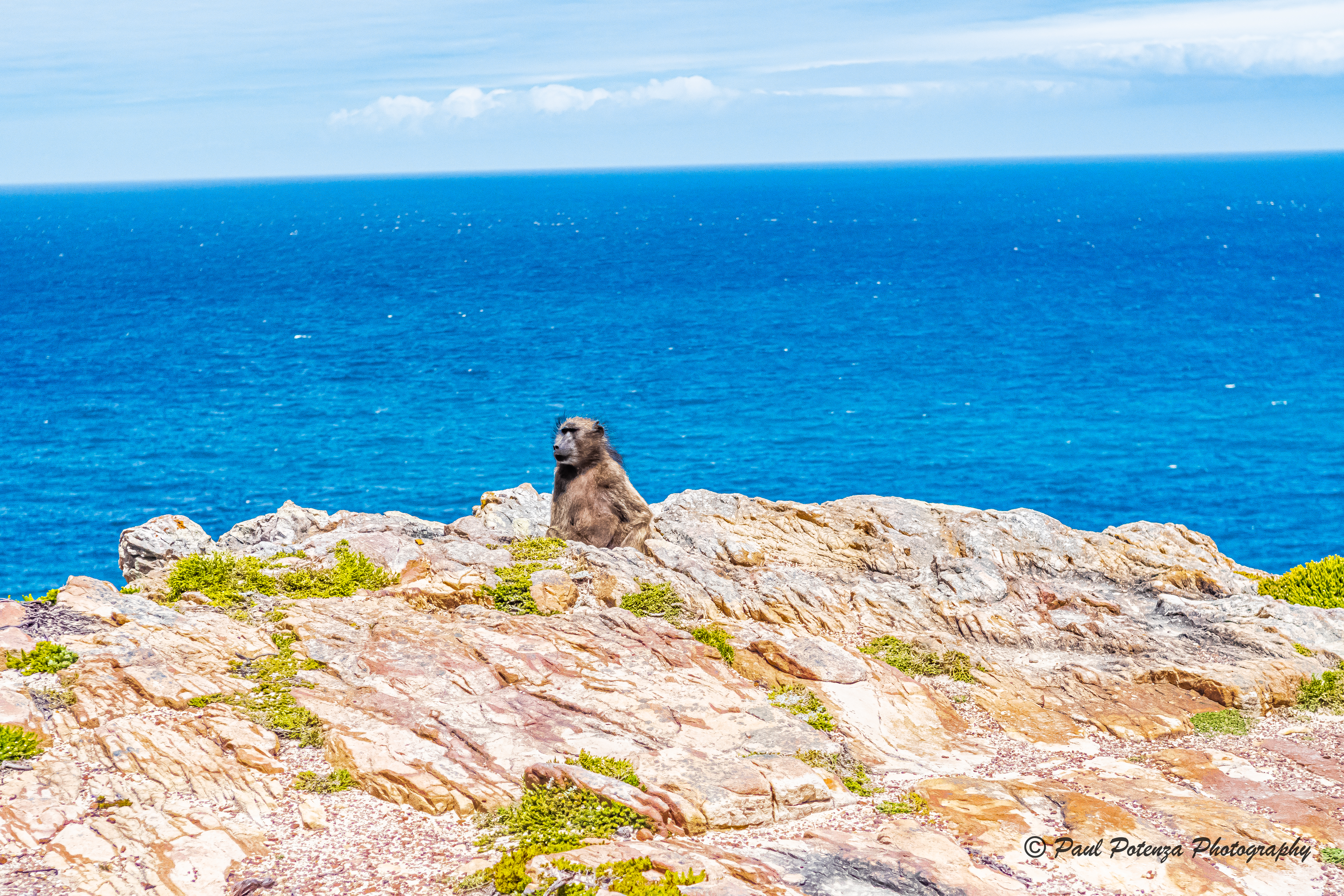  Baboon Enjoying the View 