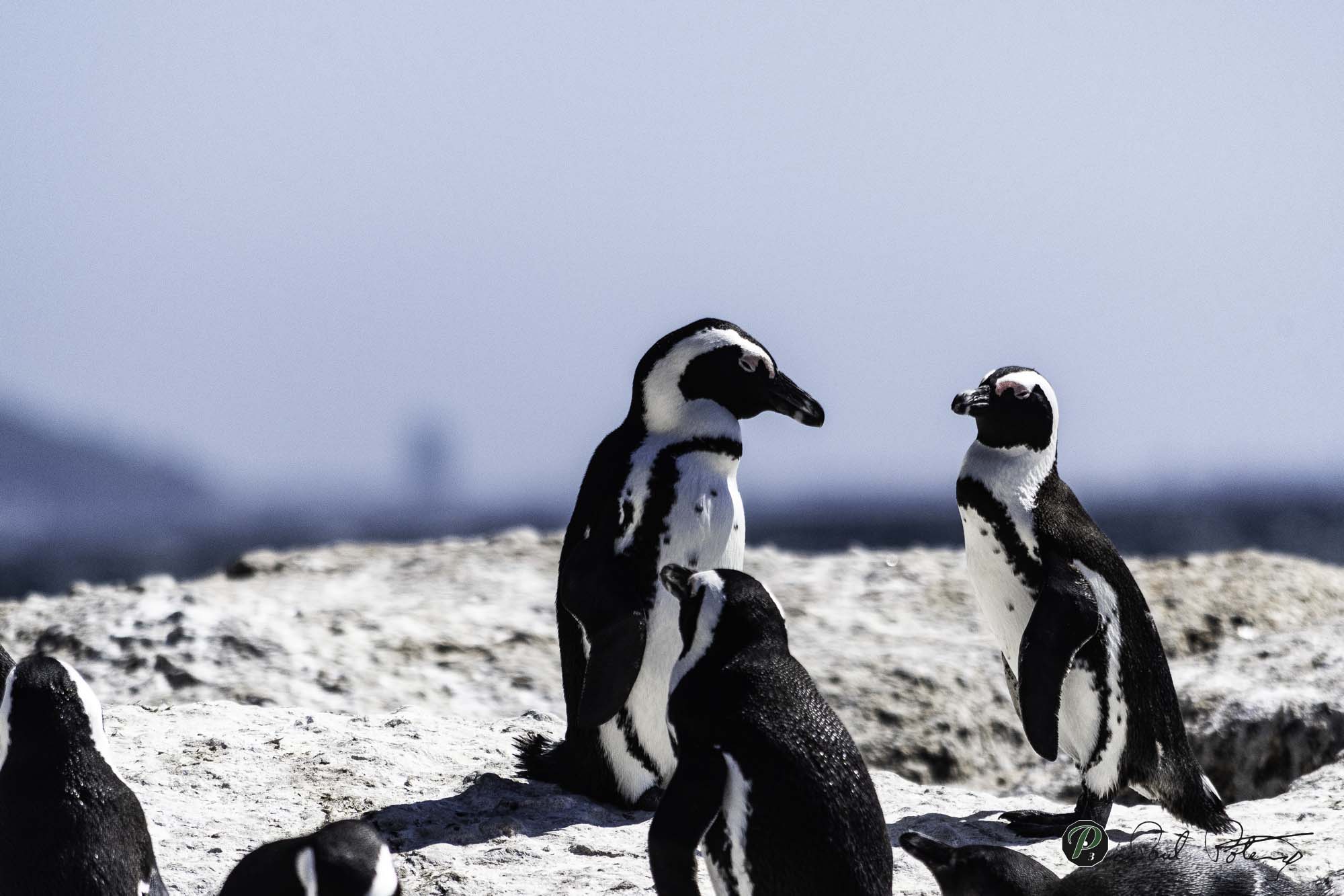  Penguin Conversation 