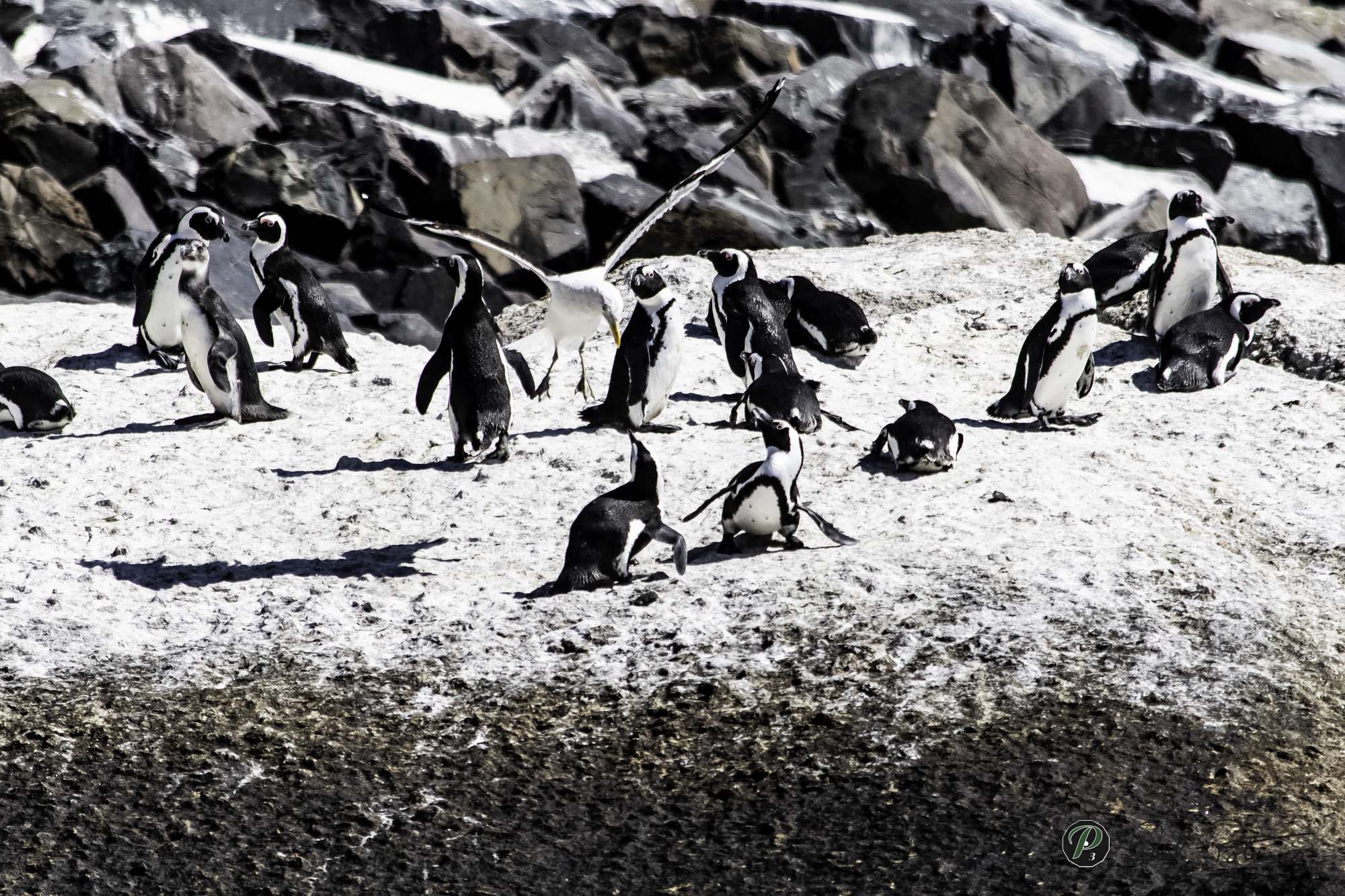  Neighbours dropping in 