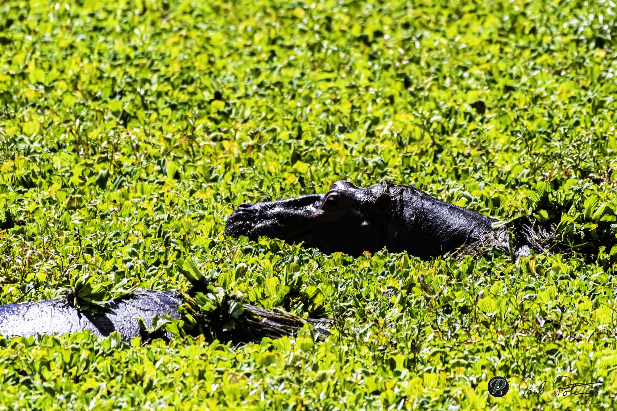  Hypos enjoying Water Lettuce 