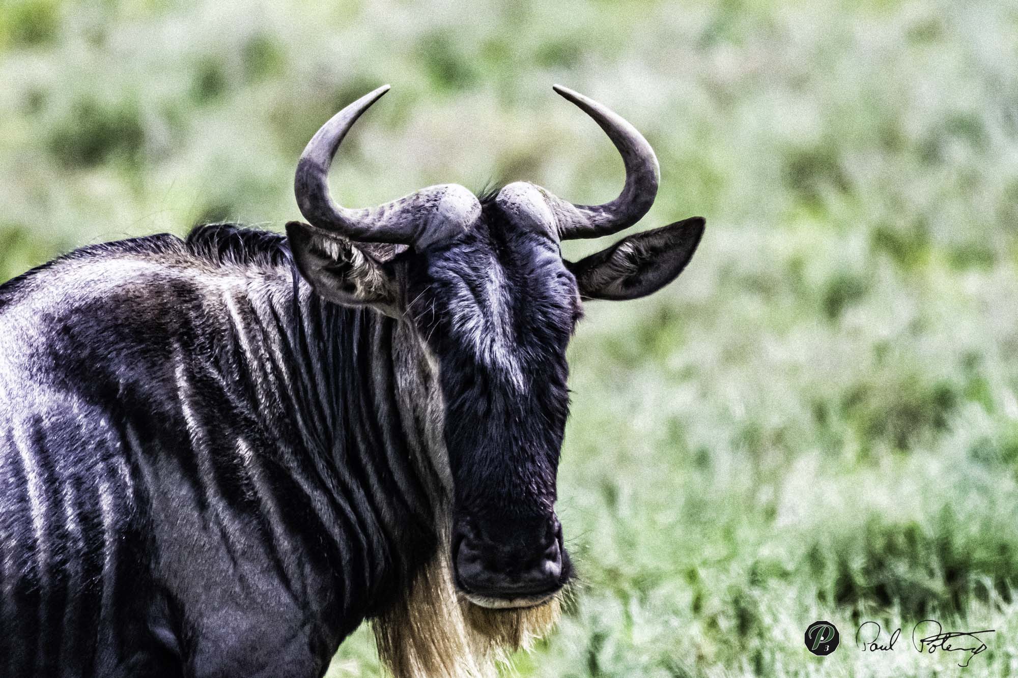  Wildebeest 