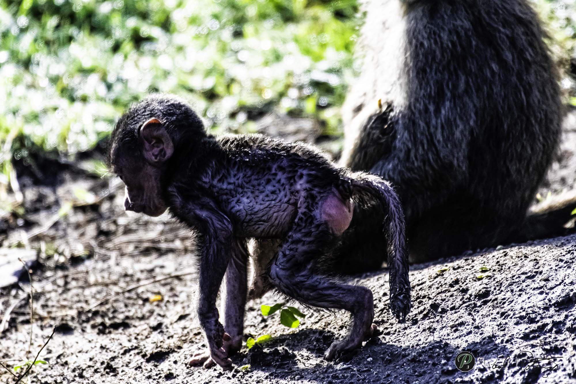  Baby Baboon 