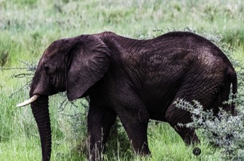  Teenage Elephant 