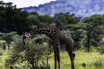  Giraffe snack 