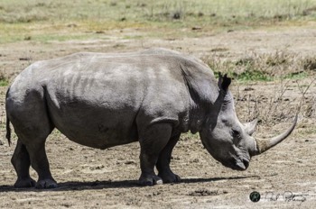  Male White Rhino 