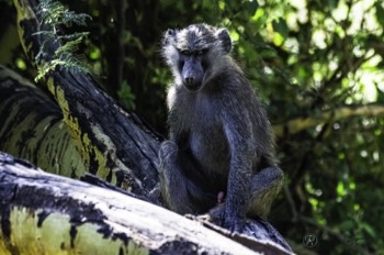  Male Baboon “You Looking at me?” 