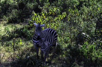  Mother Zebra introducing her baby 