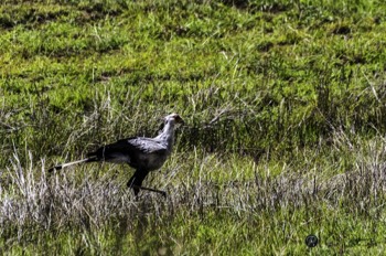  Secretary Bird 