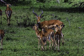  Impala 