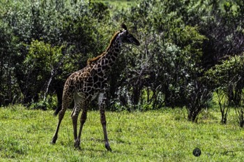  Giraffe surveying his surroundings 