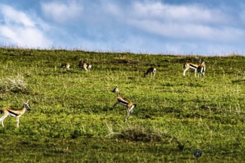  Airborne Springbok 